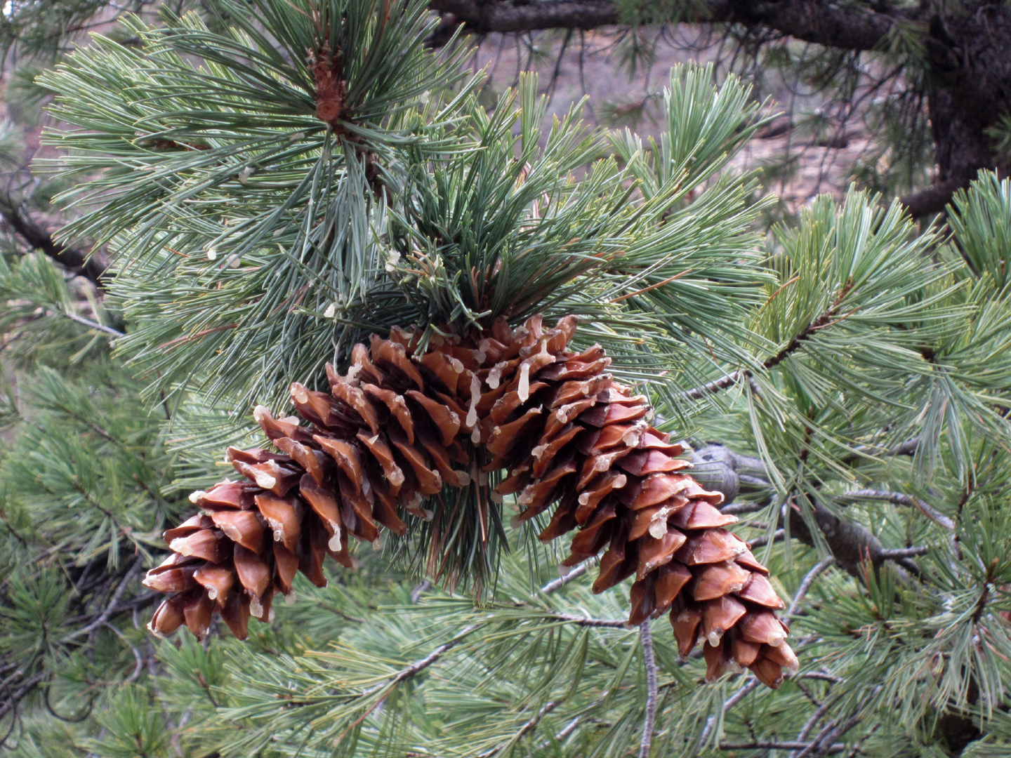 Southwest White Pine Cone